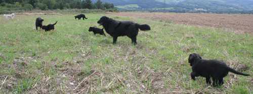 Feld